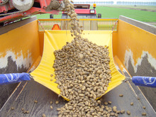 СТОП-ШОК-система бережной уборки картофеля